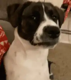 Dog looking around suspiciously