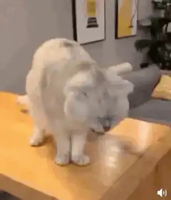 Cat spitting out food