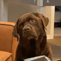 Brown dog looking up with big eyes