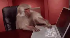 Monkey typing on laptop