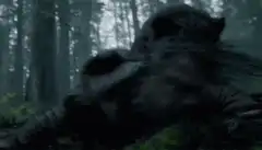 Bear attacks man in forest
