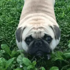 Pug face morphs into a smile