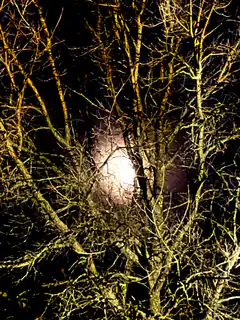 Moonlit bare trees at night