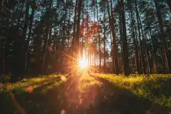 sunlight shining through tall pine trees in forest