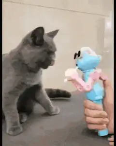 Grey cat interacts with blue toy