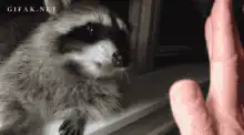 Raccoon slaps hand