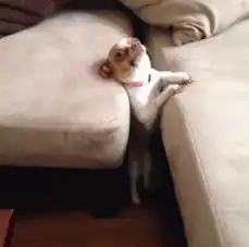 dog stuck between couch cushions
