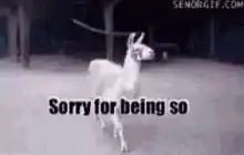 Sorry for being so fabulous llama