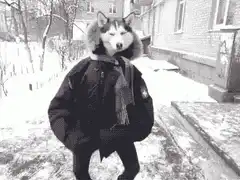 Husky in winter coat dancing