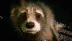 Crying raccoon close up