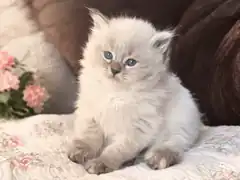 fluffy white kitten with blue eyes