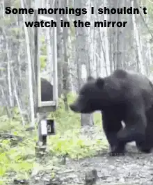 Bear smashes mirror in forest