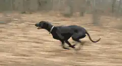 Black dog running fast