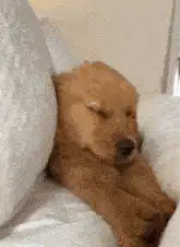 Sleepy golden retriever puppy