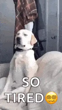 Dog falling asleep so tired