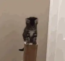 Kitten falls off post
