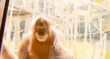 Orangutan smiling and nodding