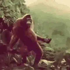gorilla dancing in jungle