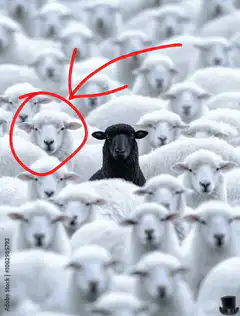 black sheep among white sheep