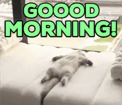 lazy cat waking up good morning