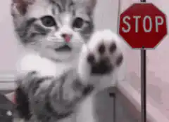 kitten paw stop sign