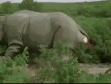 Man gets farted on by a rhino