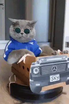 Cool cat in cardboard car on robot vacuum