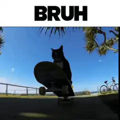 Cat falls off skateboard