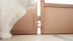 Cat playing with paw through door crack