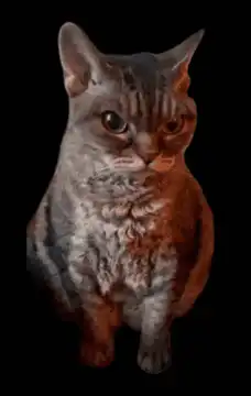 Curly grey cat with orange glow