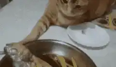 Cat refuses to touch fishy