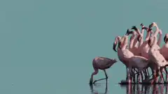 Flamingos asking if it's the weekend