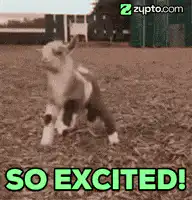 Excited baby goat jumping