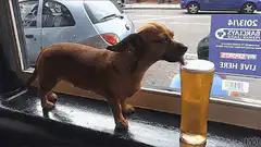 dog licks beer glass