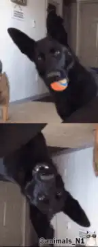 Black dog playing with orange ball upside down