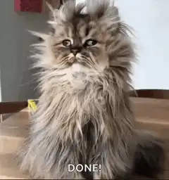 Fluffy cat with static hair DONE