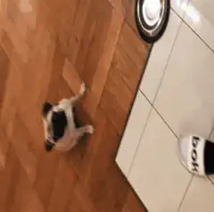 pug gives paw
