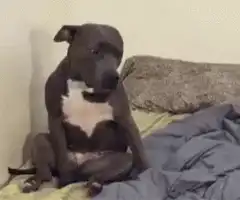 Dog sitting on bed scratching itself
