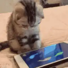 kitten playing fish game on phone