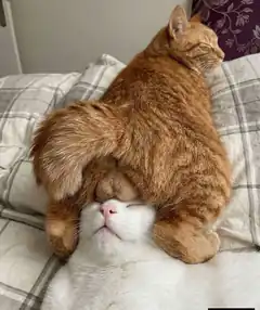 orange cat sleeping on white cat