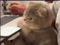 cat typing on laptop