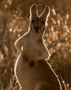 kangaroo standing in golden light