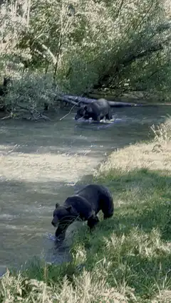 Two black bears in a river