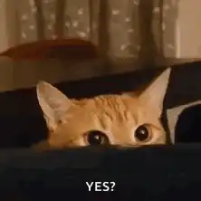 Cat peeking over edge with wide eyes
