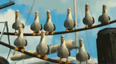 Seagulls on wires saying Macro