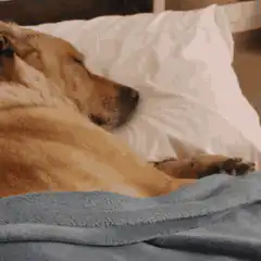 sleeping dog on pillow