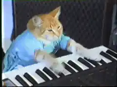 orange cat playing keyboard