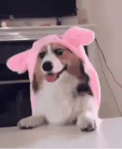 Corgi in pink pig hat