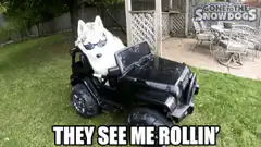 Husky in sunglasses driving a toy jeep