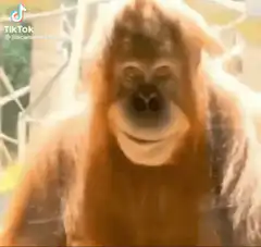 Orangutan interrupts news reporter
